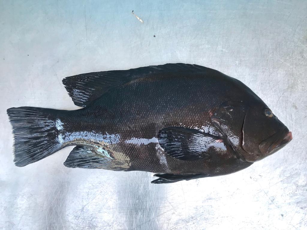 Redmouth grouper